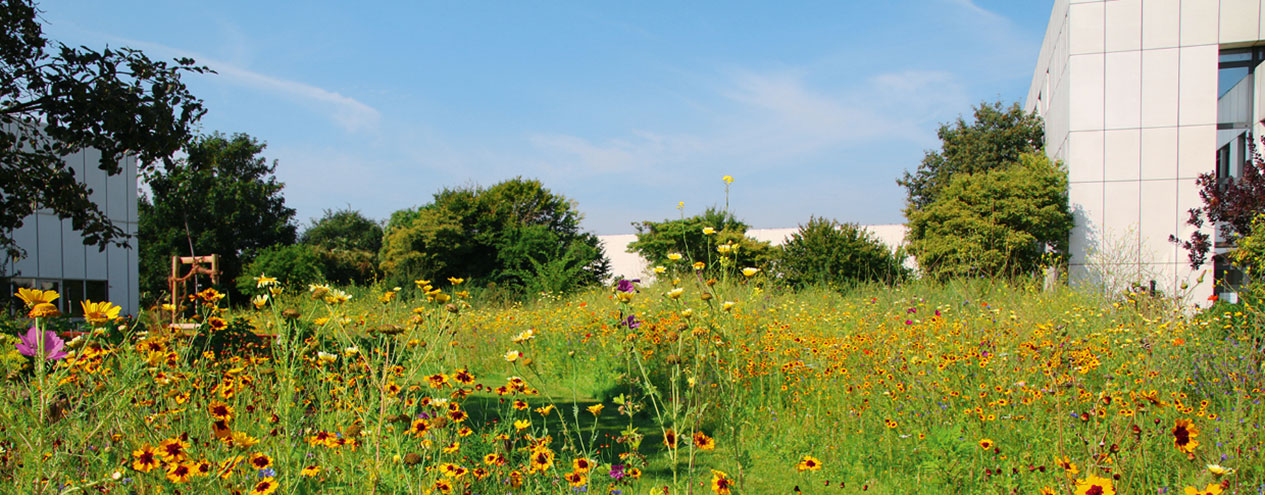 Bee-friendly wildflower meadow